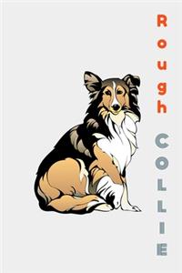 Rough COLLIE