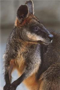 Swamp Wallaby Journal