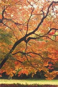 2019 Daily Planner Beautiful Fall Tree Autumn Season 384 Pages