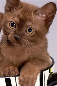 Cute Tea Cup Kittens Journal