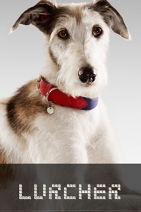 Lurcher