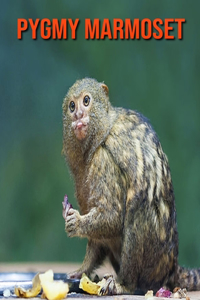 Pygmy Marmoset