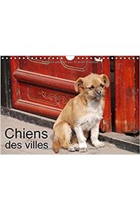 Chiens Des Villes 2017
