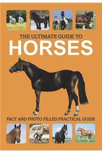 The Ultimate Guide to Horses