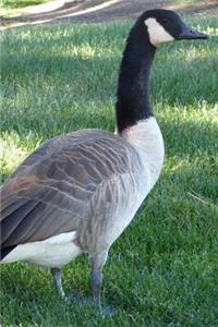 Canadian Goose Journal