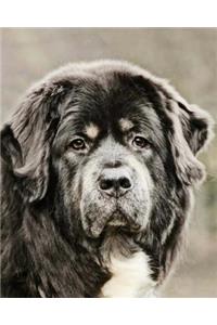 Tibetan Mastiff