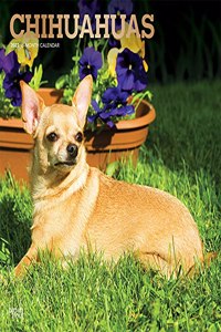 Chihuahuas 2022 Square