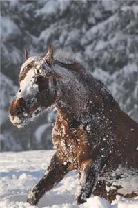 Paso Fino Horse Covered in Cold Snow Journal Brrrr!