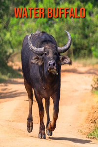 Water Buffalo