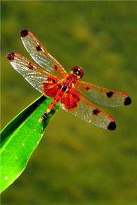 Red Heart Dragonfly Lined Journal for daily thoughts notebook Lovely Lake Arrowhead Photograph