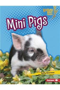 Mini Pigs