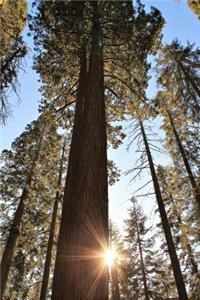 Giant Sequoia Tree Journal