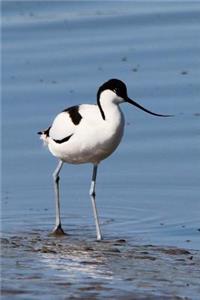 Avocet Wading in Water (Recurvirostra Avosetta) Bird Journal