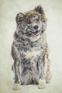 Akita: Artified Pets Journal/Notebook/Diary, 6