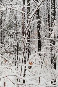Winter Season Journal After Snowstorm