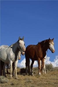 2020 Weekly Planner Horse Photo Equine Standing Horses Western Pasture 134 Pages