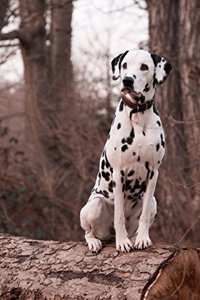 Dalmatian Dog In Woods Blank Lined 6 x 9 Journal 150 Pages