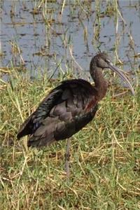 Glossy Ibis Bird Journal (Plegadis Falcinellus)