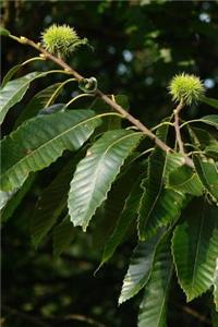 Sweet Chestnut Tree Journal