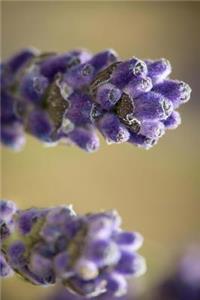 Two Stalks of Lavender Flowers Journal