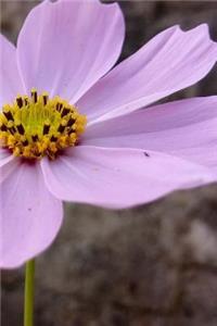 Flora Notebook