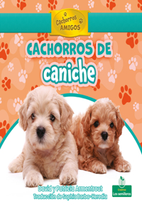 Cachorros de Caniche (Poodle Puppies)