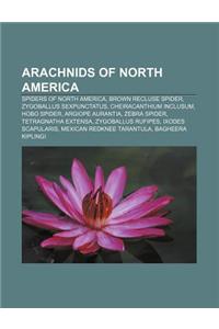 Arachnids of North America: Spiders of North America, Brown Recluse Spider, Zygoballus Sexpunctatus, Cheiracanthium Inclusum, Hobo Spider