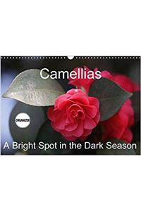 Camellias A Bright Spot in the Dark Season 2018