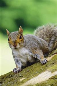 Gray Squirrel (Sciurus Caolinensis) Journal