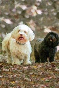 Havanese