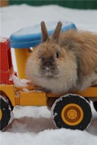 Charming Little Dwarf Bunny Rabbit in the Snow Journal