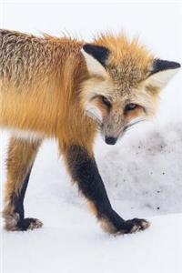 Fantastic Red Fox