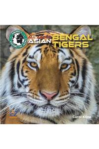 All about Asian Bengal Tigers