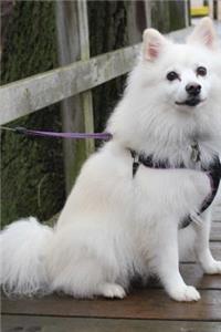 American Eskimo Dog on the Boardwalk Journal