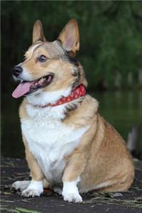 Corgi Notebook