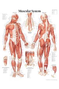 Muscular System with Male Figure Paper Poster