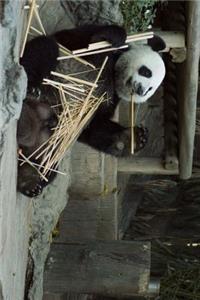 Panda and a Bamboo Snack Journal