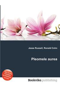 Pleomele Aurea