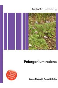 Pelargonium Radens