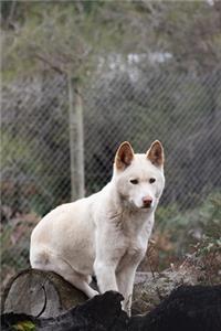White Dingo in Australia Journal