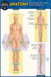 Anatomy - Directions, Planes, Movements & Regions