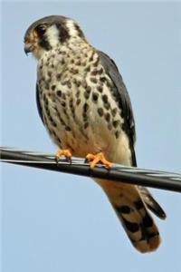 American Kestrel Journal