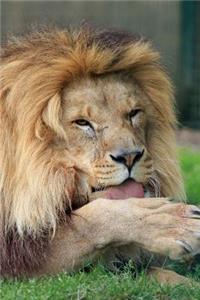 African Male Lion Grooming Himself Journal