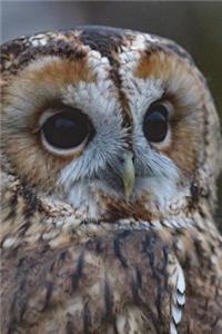 Say Hello to the Barred Owl Journal