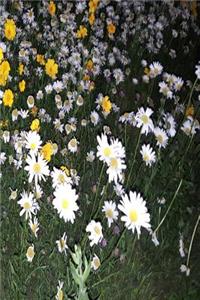 Floral Journal Daisy Field Night