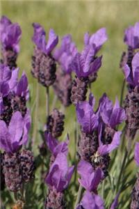 Journal Flowers Pretty Lavender