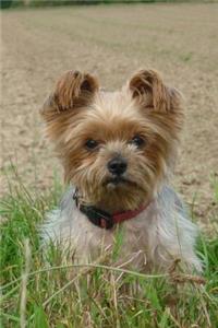Such a Cute Yorkshire Terrier Puppy Dog Pet Journal