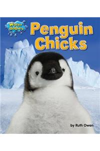 Penguin Chicks
