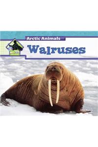 Walruses