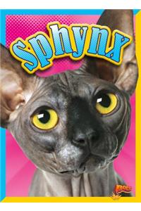 Sphynx